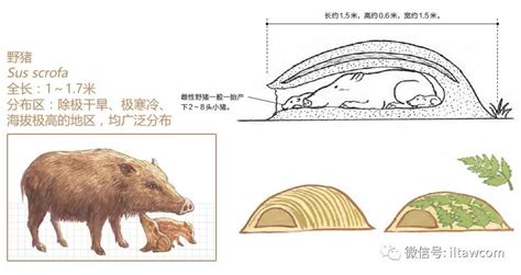 巢穴 意思|巢穴 